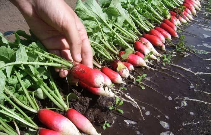 Как подкармливать редис для получения хорошего урожая