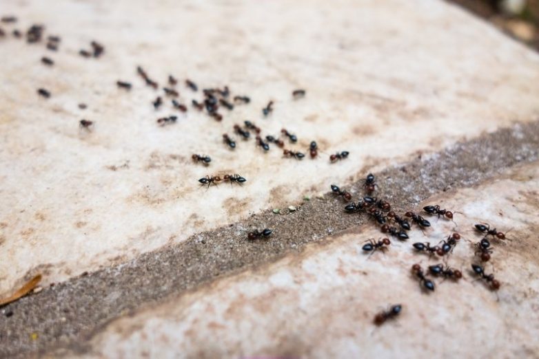 Как избавиться от муравьев на грядке
