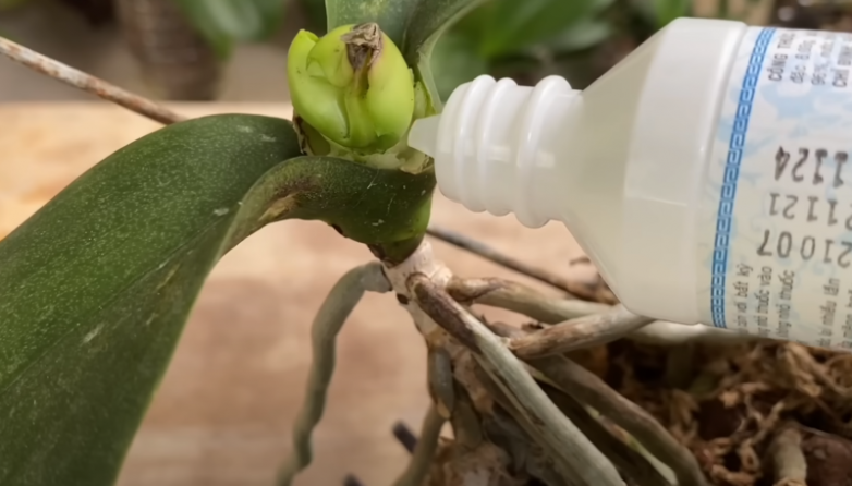 Что делать если орхидея перестала расти