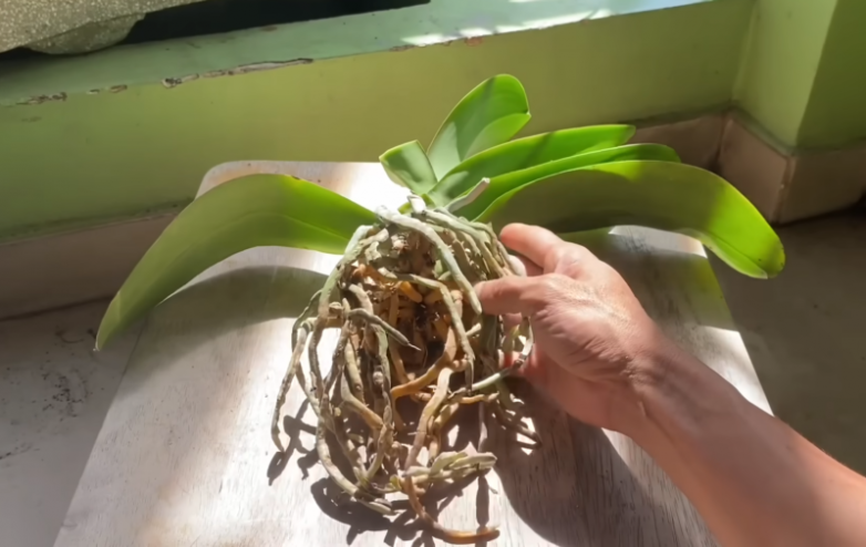 Как шпаклёвка может помочь орхидеям с загнившими листьями