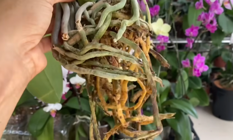 Как шпаклёвка может помочь орхидеям с загнившими листьями