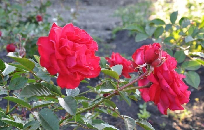 Когда и как использовать удобрение для роз