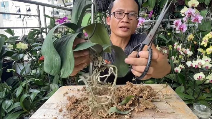 Как омолодить старую орхидею