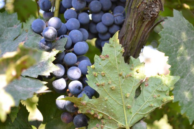 Самые опасные вредители винограда
