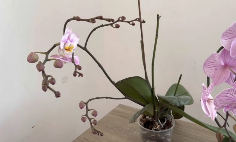 Простые советы для обильного цветения орхидеи