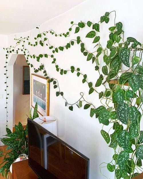 Идеи украшения стен вьющимися растениями