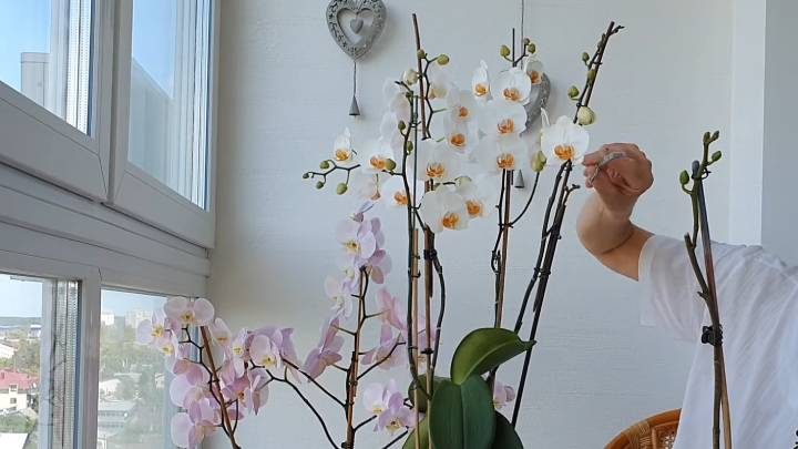 Правильная обрезка орхидеи для стимулирования цветения