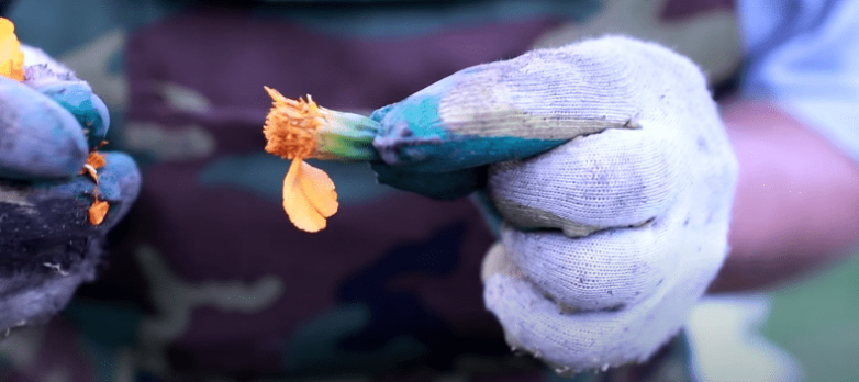 Как правильно сажать клубнику осенью