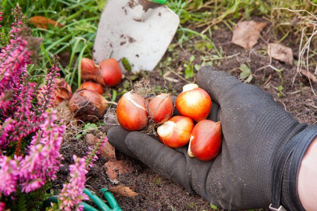 Когда выкапывать и как сохранить луковицы тюльпанов