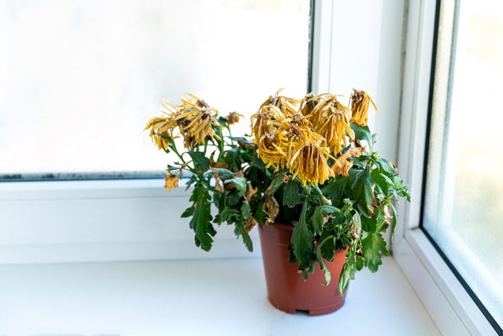 Почему комнатные растения и травы из магазина не выживают у вас дома