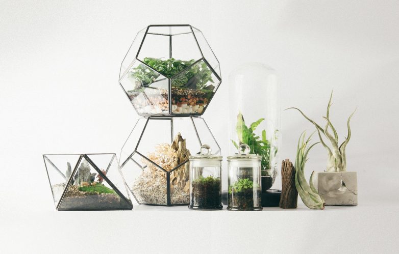 Идеи  для дизайна террариума с домашними растениями