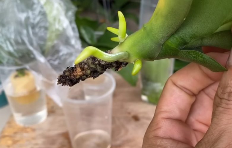 Как спасти орхидею без корней
