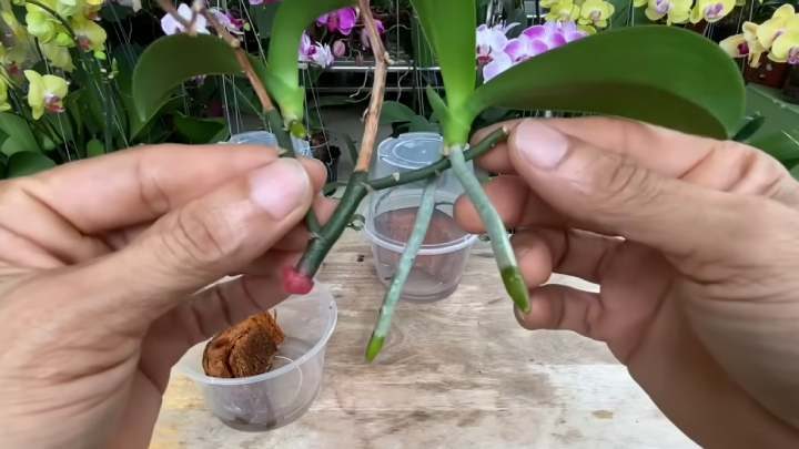Как размножить орхидею цветоносами