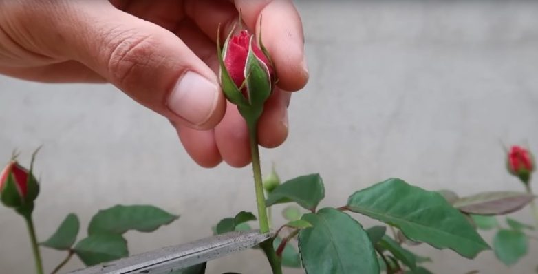 Эффективный способ размножения роз