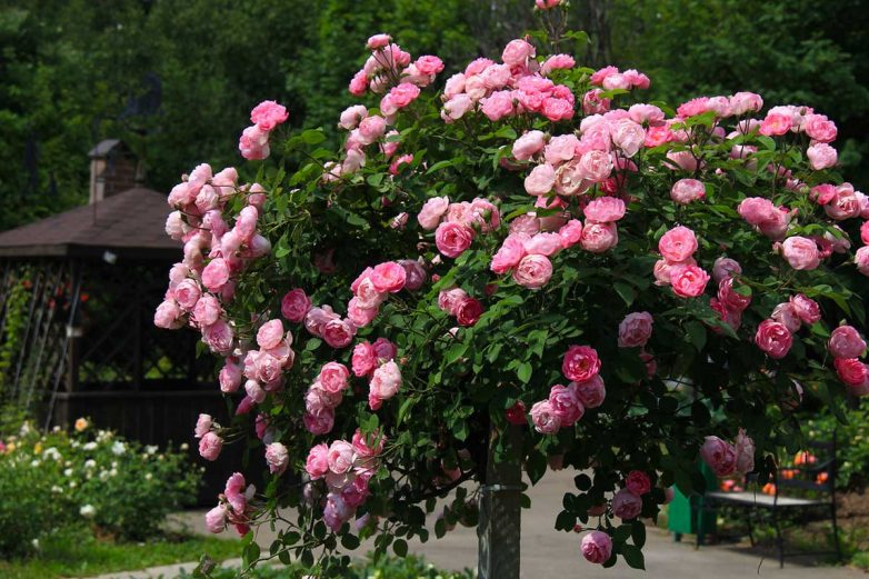 Штамбовые розы для вашего сада