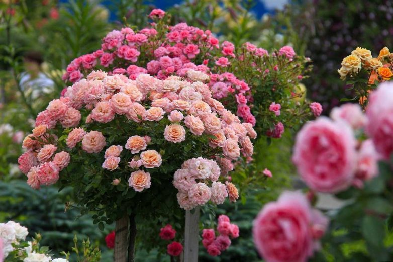 Штамбовые розы для вашего сада