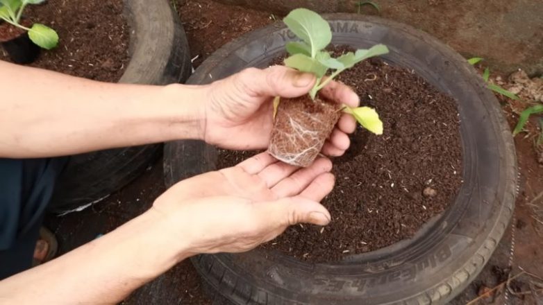 Как вырастить много капусты не имея огорода
