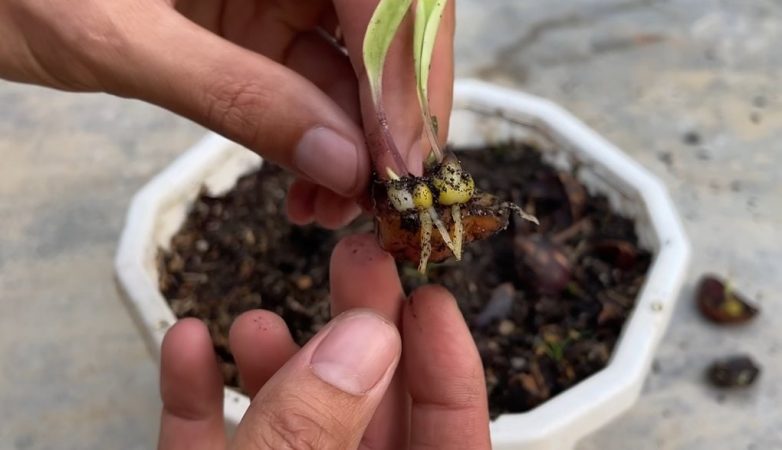 Способ размножения лилий