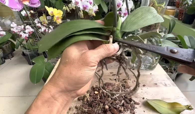 Как за месяц восстановить орхидею с увядшими листьями