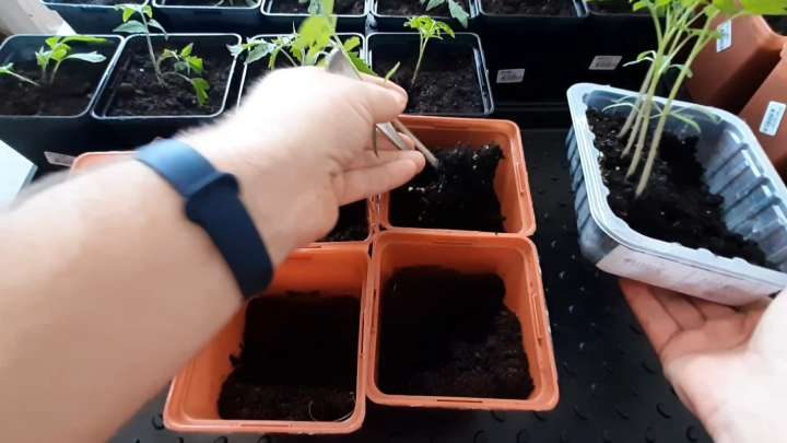 Правильная пикировка рассады томатов