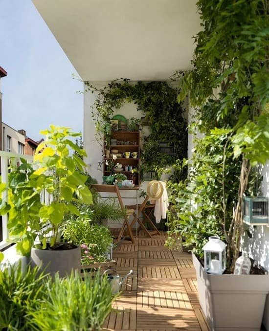 Зеленый оазис для вашей квартиры