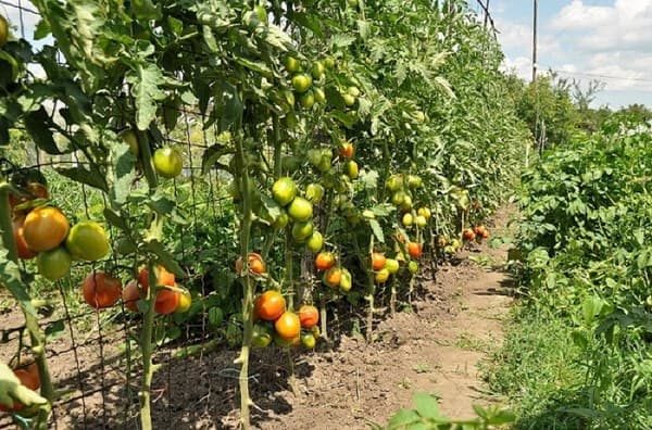 Способ выращивания помидоров без грядок