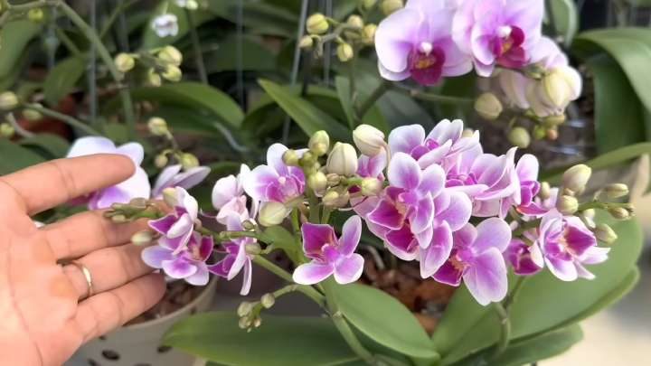 Поливайте орхидеи огуречной водой, и они будут цвести, не переставая