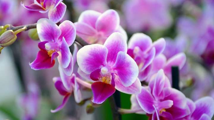 Подкормка орхидеи для пышного цветения