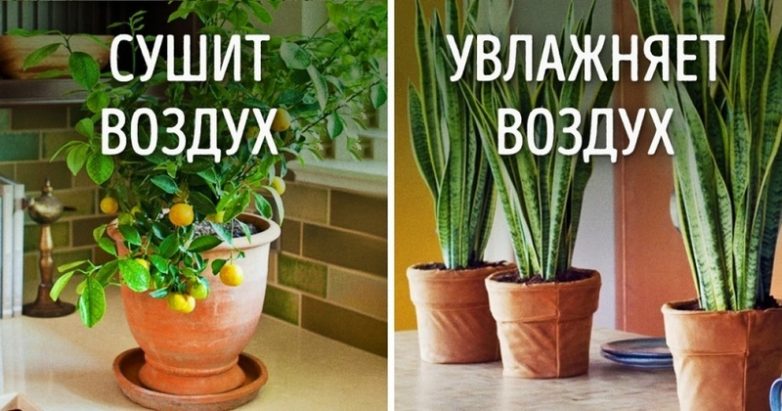Растения, опасные для здоровья и энергетики дома