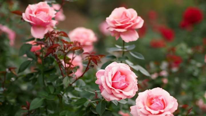 Полезные советы для пышного цветения роз