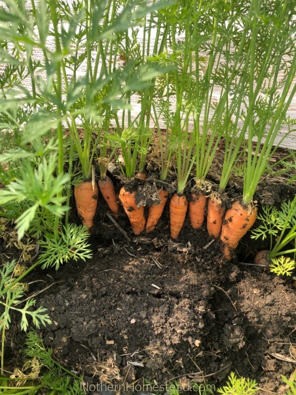 Посев моркови в кукурузном крахмале