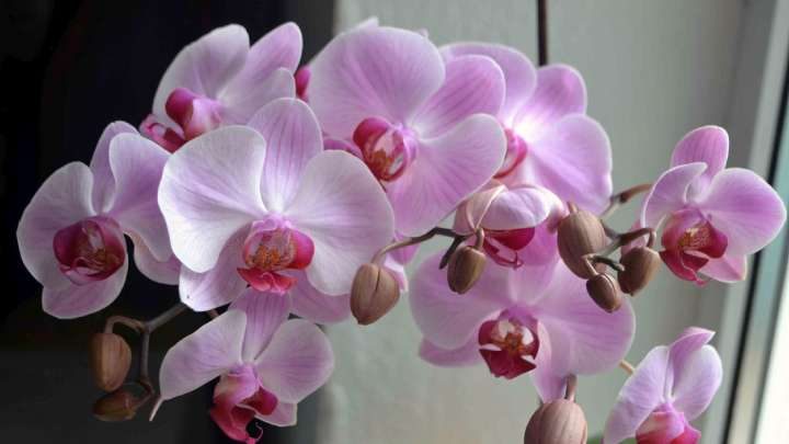 Подкормите орхидею этим простым средством