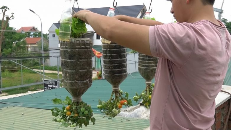 Как вырастить салат на своём балконе