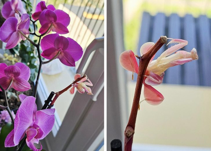 Люди, которым своенравные орхидеи заменили домашних питомцев