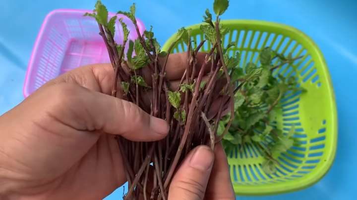 Способ выращивание мяты на балконе