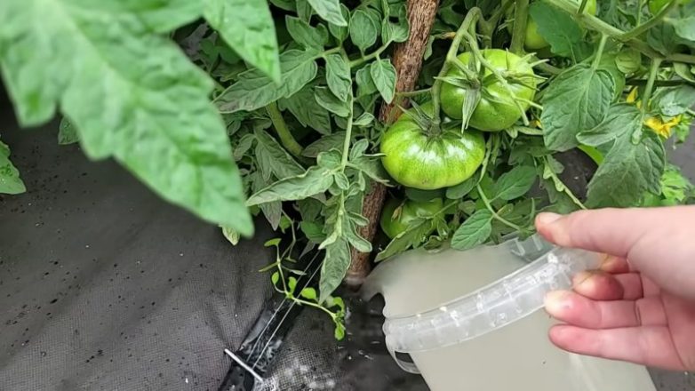 Как получить отменный урожай томатов