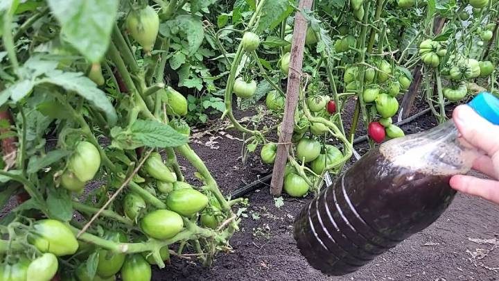 Как повысить урожайность томатов, перцев и огурцов
