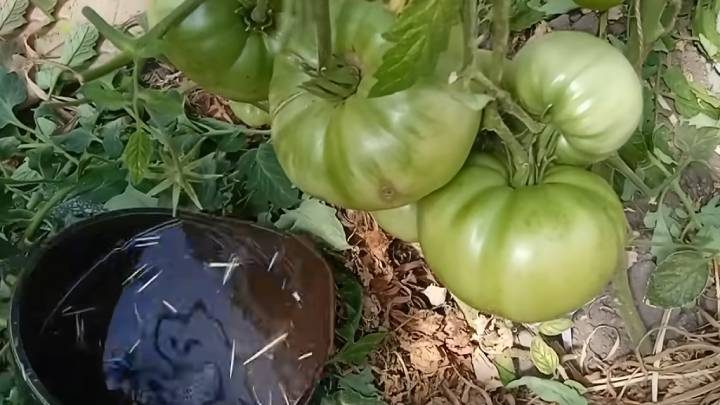 Подкормка, которая значительно увеличит урожай томатов