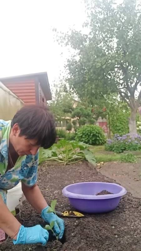 Как правильно рассадить клубнику