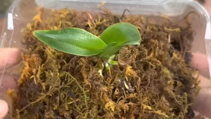 Как возродить  сухой пенёк орхидеи