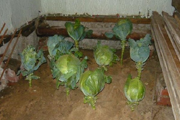 Как сохранить белокочанную капусту до следующей весны