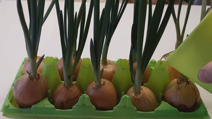 Как вырастить зелёный лук в домашних условиях