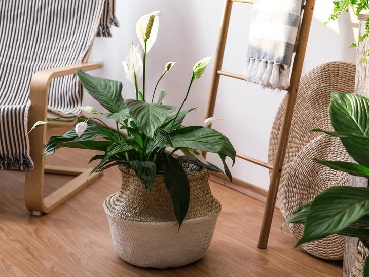 5 опасных растений, которым не место в вашей квартире