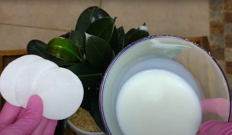 Зачем натирать листья фикуса молоком
