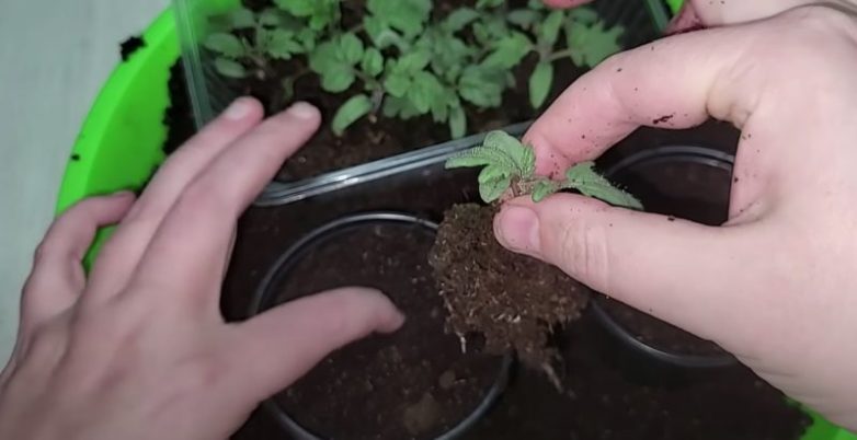 Правила выращивания крепкой рассады томатов