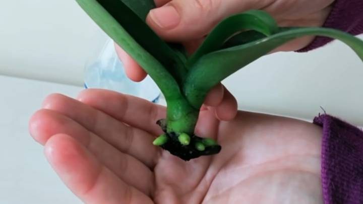 Как оживить орхидею при помощи губки