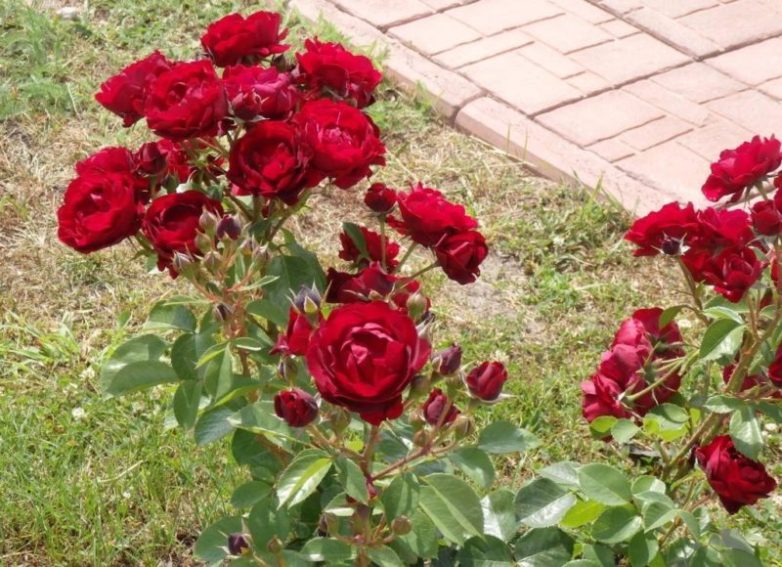 Подкормите розы этим средством и ваши розы будут обильно цвести