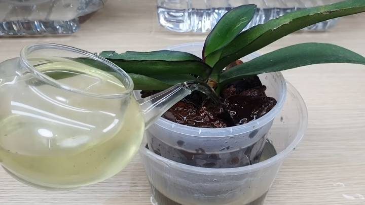 Хитрый способ восстановления орхидеи с помощью пластиковой бутылки