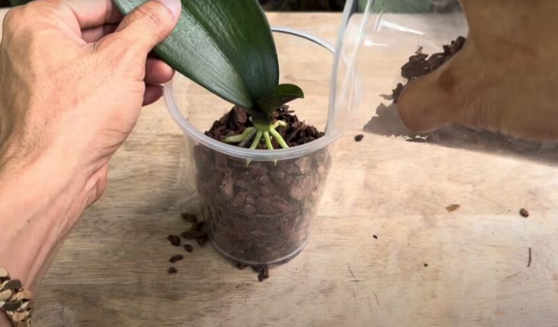 Как спасти орхидею, используя только чеснок