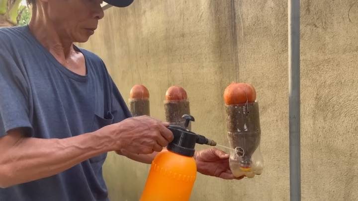 Как вырастить лук в пластиковой бутылке